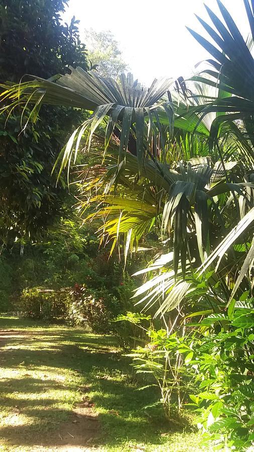Casita Rio Indio Villa Nombre de Dios Eksteriør billede
