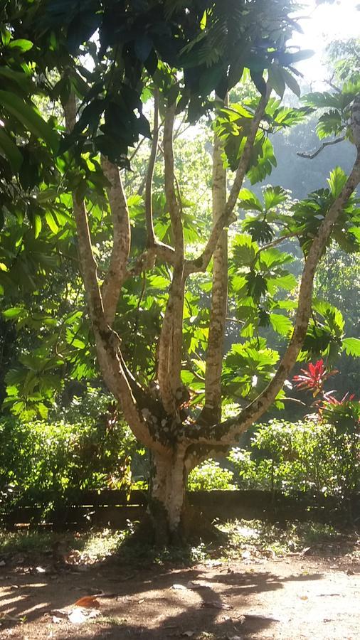 Casita Rio Indio Villa Nombre de Dios Eksteriør billede